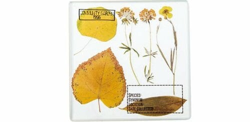 セリア:ガラスオブジェハーバル:100均