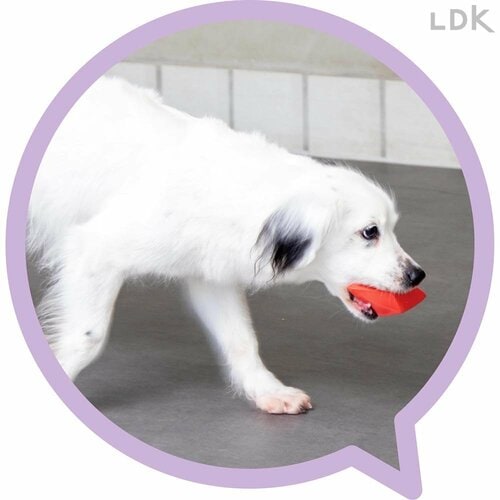 誤食しにくい形状&大きさ 犬用おもちゃおすすめ イメージ