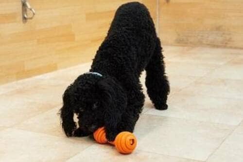 犬用おもちゃの役割は？ 犬用おもちゃおすすめ イメージ