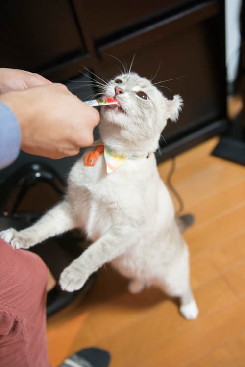 安全性を獣医師に、味(嗜好性)を20匹の猫さんに検証してもらいました 猫用おやつおすすめ イメージ