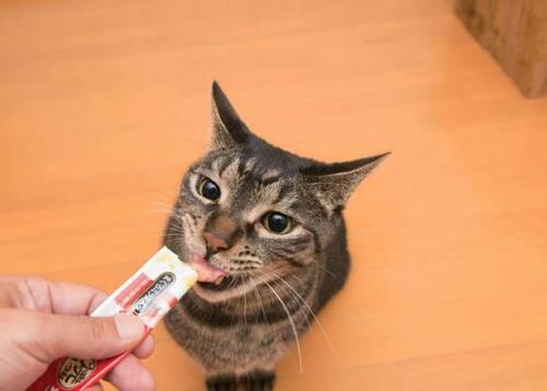 元祖液状おやつ!「チャオ ちゅ~る まぐろ」