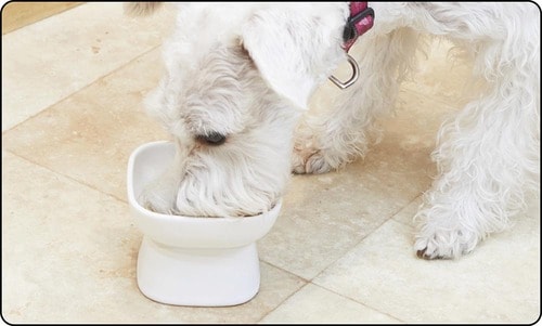 サイズが小さくヒゲや毛が器に当たりやすい 犬用食器おすすめ イメージ