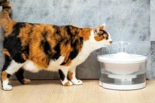 循環式なら猫の飲水量アップが期待できる 猫用水飲み器おすすめ イメージ