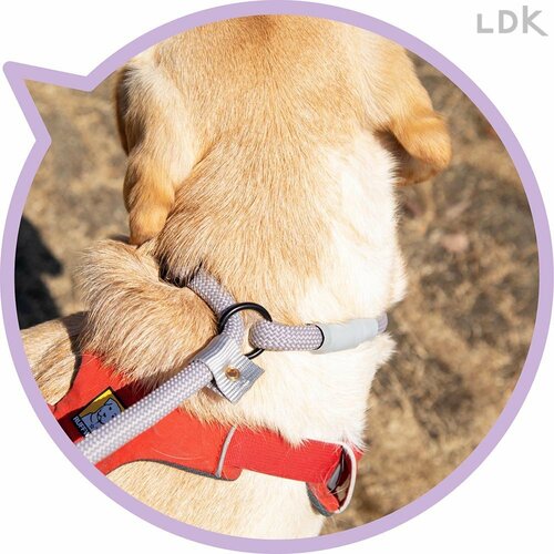 首絞めを防止する金具付き 犬用リードおすすめ イメージ