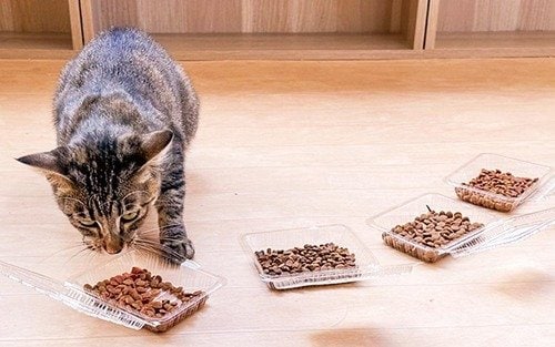 グルメ系フードのテスト方法は? 猫用ドライフードおすすめ イメージ