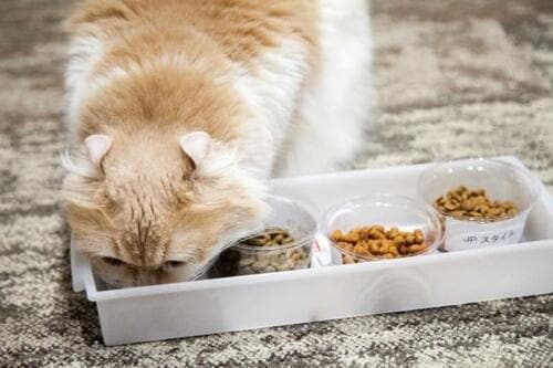 シニア猫向けフード16製品の質、食い付き、価格をテスト！ イメージ