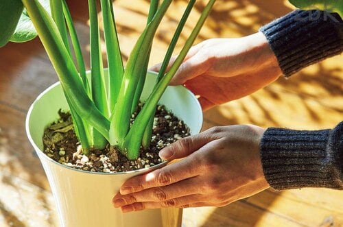 植物が傾いたら鉢を回転させる 観葉植物おすすめ イメージ