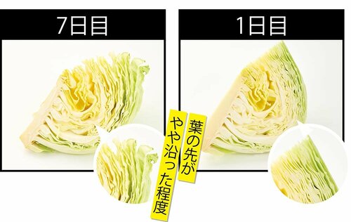 葉物野菜は7日後もみずみずしさをキープ! 一人暮らし冷蔵庫おすすめ イメージ