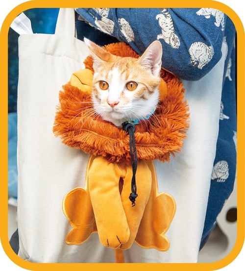見た目はかわいい 猫用キャリーバッグおすすめ イメージ