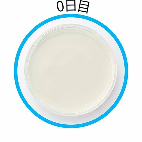 0日目 防カビ剤おすすめ イメージ