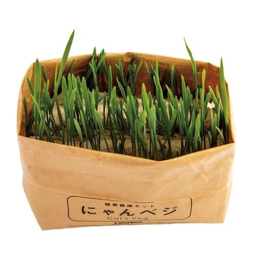 選び方1:種類 猫草おすすめ イメージ