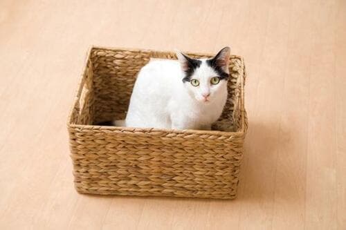 ニトリ「バスケット ムスカレギュラー」2