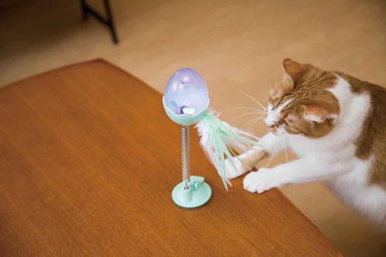 愛猫の 困った 解決3アイテム Amazonで買える フェロモン製品 は問題行動を減少させる 360life サンロクマル