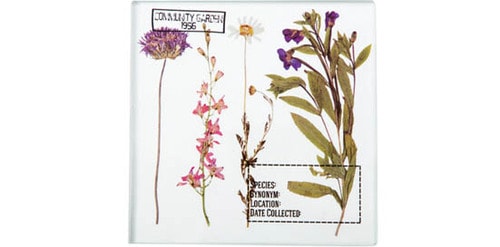 セリア:ガラスオブジェハーバル:100均