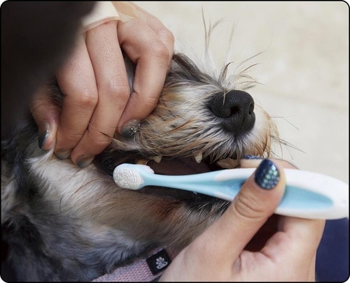 グリップが太すぎて細かい動きができない 犬用歯ブラシおすすめ イメージ
