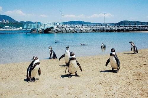 4位: 世界有数のペンギンビーチ「長崎ペンギン水族館」