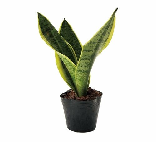 この立派さで330円 Standard Products「Large Plants サンセベリア」 イメージ