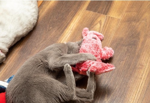 尾ビレが激しく動く！ 猫用おもちゃおすすめ イメージ