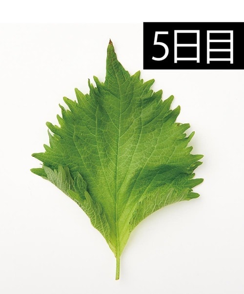鮮度もしっかりキープ キッチン用ポリ袋おすすめ イメージ
