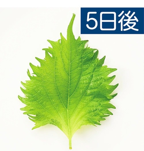 本製品に入れて保存(5日後) 100均おすすめ イメージ