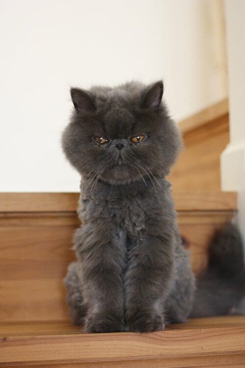 【Q11】抜け毛が多いネコはサマーカットすべき？ イメージ