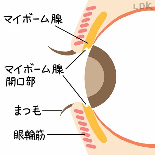 ポイント2:マイボーム腺をふさがないように心がける 疲れ目ケア目薬おすすめ イメージ