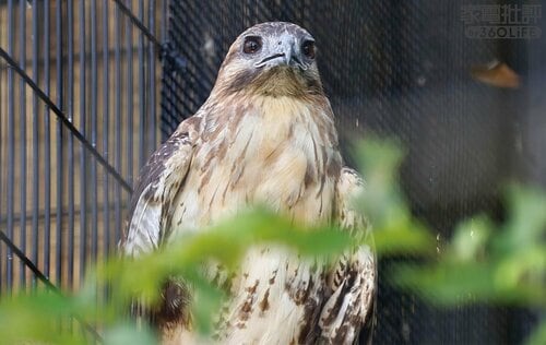 動物園やライブで活躍！ ハイエンドスマホおすすめ イメージ
