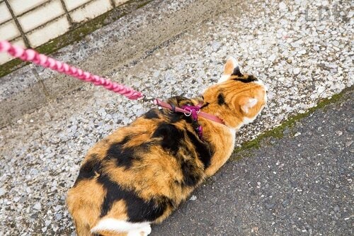 平常時から装着させて慣らしておきたい 猫の防災グッズおすすめ イメージ