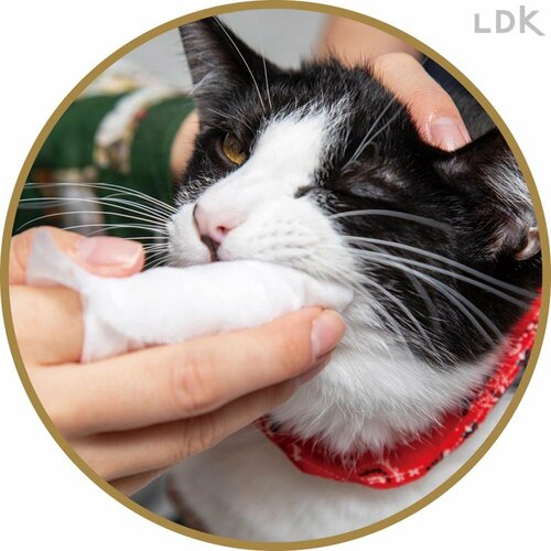 ややツンとしたニオイ 猫用歯磨きシートおすすめ イメージ