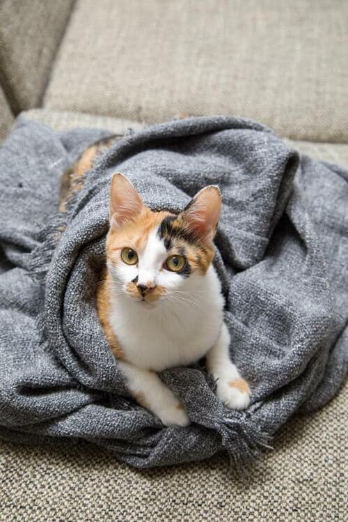 イケア「イングルン ひざ掛け」2