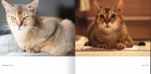 【Q2】安く手軽に愛ネコの写真集を作りたい イメージ2