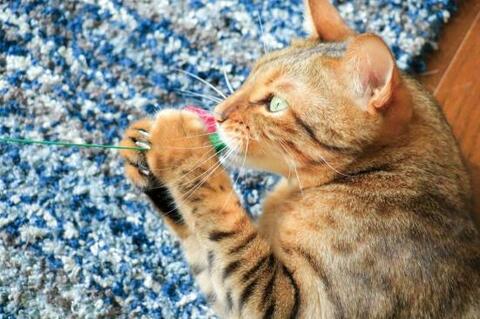 猫ウケ最強 猫じゃらしおすすめランキング16選 猫2匹と編集部が人気製品を徹底検証 360life サンロクマル