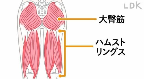 これで解決:お尻にある大臀筋は一番大きい筋肉! 鍛えれば下半身痩せに効果大! ズボラストレッチおすすめ イメージ