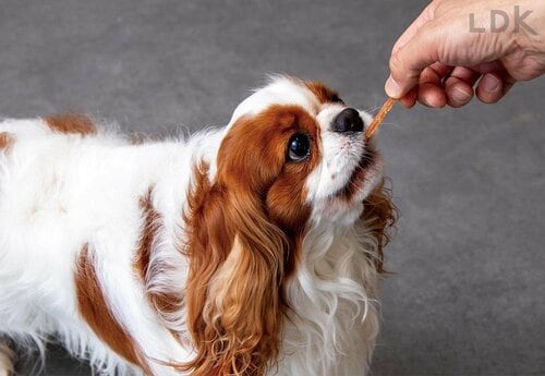 ちぎりやすいので食べさせやすい 犬用おやつおすすめ イメージ