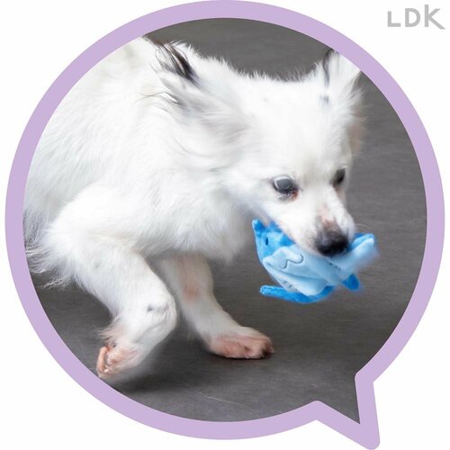 どんな子でもくわえやすい 犬用おもちゃおすすめ イメージ