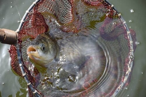 突然大物が釣れてもランディングネットがあれば安心！ イメージ2
