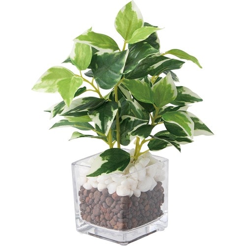 LDKベストバイ収納アイテム・インテリア雑貨おすすめ ニトリ フェイクグリーン(ペペロミアガラスポット) イメージ1