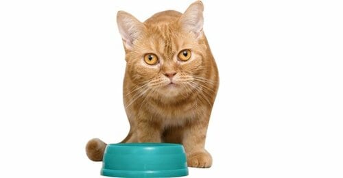 【Q10】ネコも人間のようにボケることはあるの？ イメージ