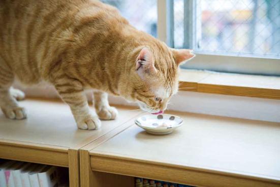 猫が夢中 Amazonで買える 楽しいネコおもちゃ 2選 ネットの評判グッズを猫とプロがテスト 360life サンロクマル
