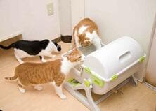 掃除がラクってホント？ Amazonで評判の“半自動の猫用トイレ”を試してみました｜ネットの評判グッズを猫とプロがテスト