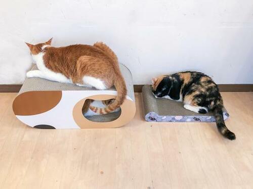 ベッド型猫用爪とぎ 猫用爪とぎおすすめ イメージ