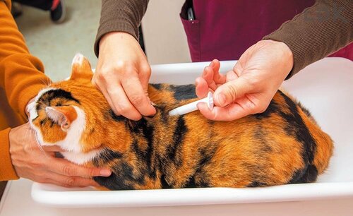 装着は一瞬で終わり、痛みはほとんどない 猫の防災グッズおすすめ イメージ2