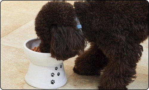 犬用食器のおすすめは脚付きのシンプルな形 犬用食器おすすめ イメージ
