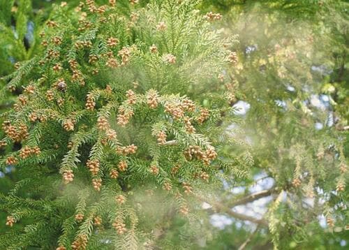 花粉やウイルスの飛沫から目を守る イメージ