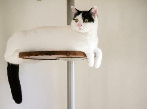 丸型のステップがかわいい！ ボンビアルコン「キャットポール」 イメージ2