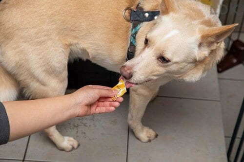 嗜好性が高いのに低カロリー 犬用おやつおすすめ イメージ