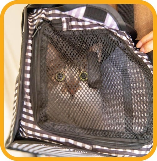 リードフックがないのも残念 猫用キャリーバッグおすすめ イメージ