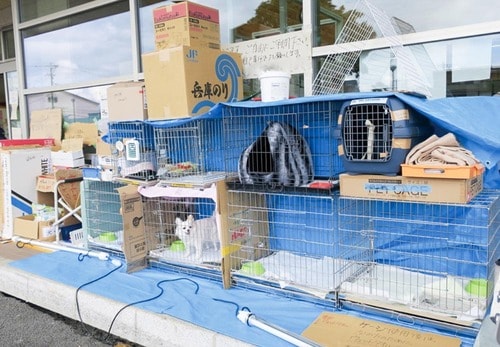 ほとんどの避難所は同室避難できない 猫の防災グッズおすすめ イメージ
