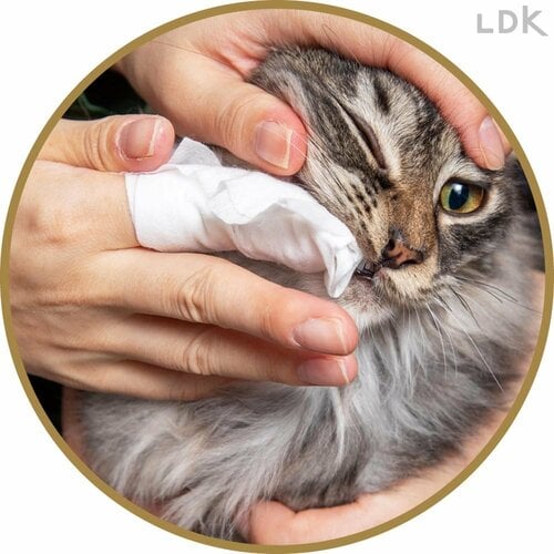 磨きやすさは平凡 猫用歯磨きシートおすすめ イメージ