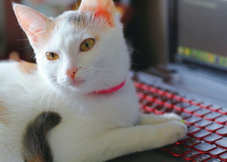 ねこ主さんも驚いた「猫あるある」の謎解き回答集